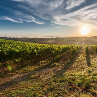 Bodega surrealista: conoces la bodega Arenberg - Wine.com.mx