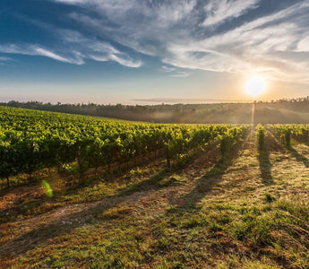 Bodega surrealista: conoces la bodega Arenberg - Wine.com.mx