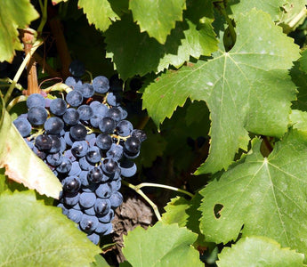 Cabernet Sauvignon: todo sobre la uva - Wine.com.mx