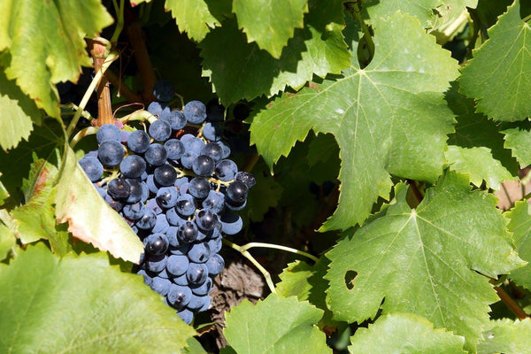Cabernet Sauvignon: todo sobre la uva - Wine.com.mx
