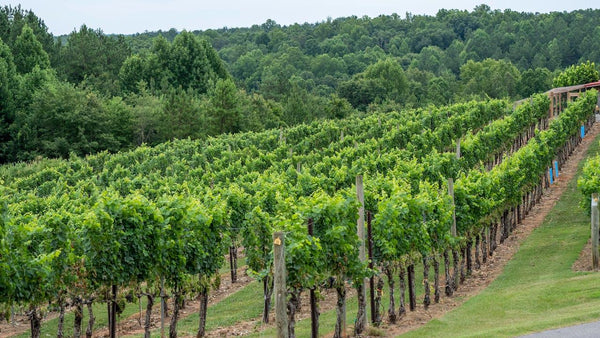 ¿Sabes qué son los vinos biodinámicos? - Wine.com.mx