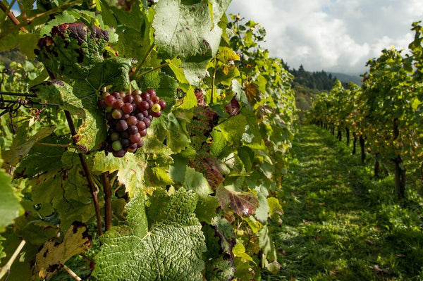 Vinos imposibles: regiones no tradicionales entran en el mapa - Wine.com.mx